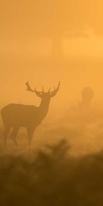 Testimoni Chat Kepuasan Pelanggan 1