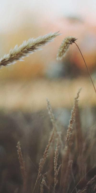 Testimoni Chat Peningkatan Closing 2